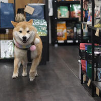 ブログ